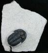 Bumpy Headed Gerastos Trilobite - #11000-4